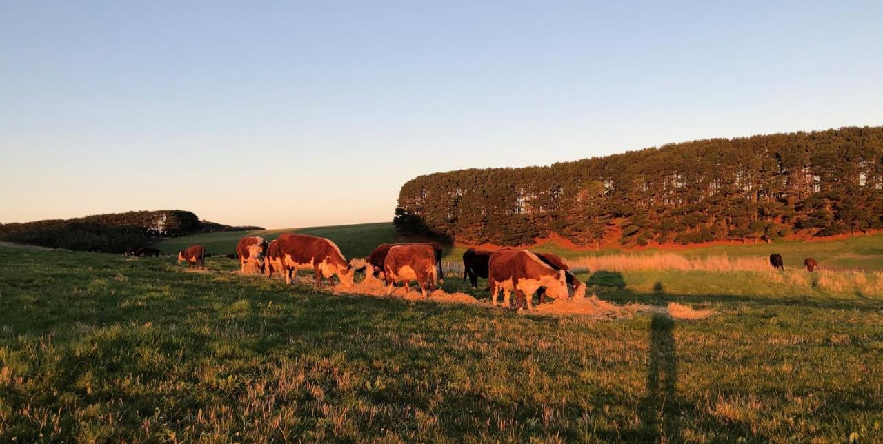 Daysy Hill Country Cottages Port Campbell Exterior foto